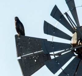 Red-tailed Hawk on windmill
