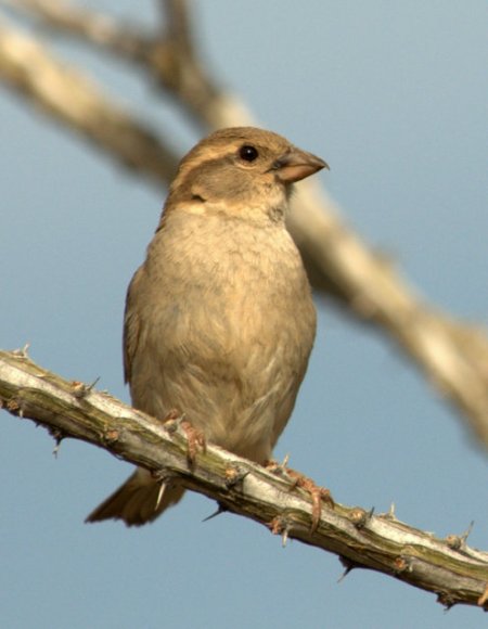 01 Tucson-AZ_LAH_4467