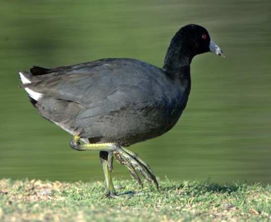American Coot_Agua Caliente-Tucson_LAH_9066