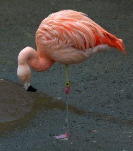 American Flamingos_WoodlandParkZoo-Seattle-WA_LAH_9763
