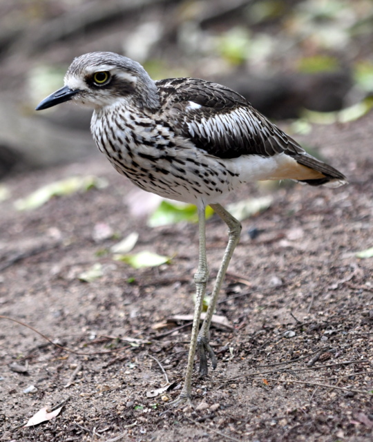 Bush Stone-Curlew_LonePineKoalaSanctuary-Brisbane-QLD-Australia_LAH_1913