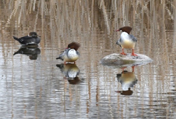 Common Merganser_Winter Bird Count_FCNC-CO_LAH_2471-001