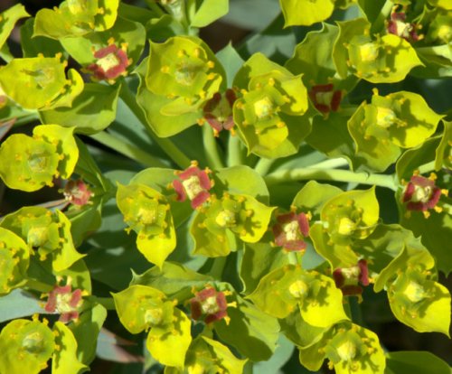 Euphorbia rigida_DBG-CO_LAH_4518.jpg
