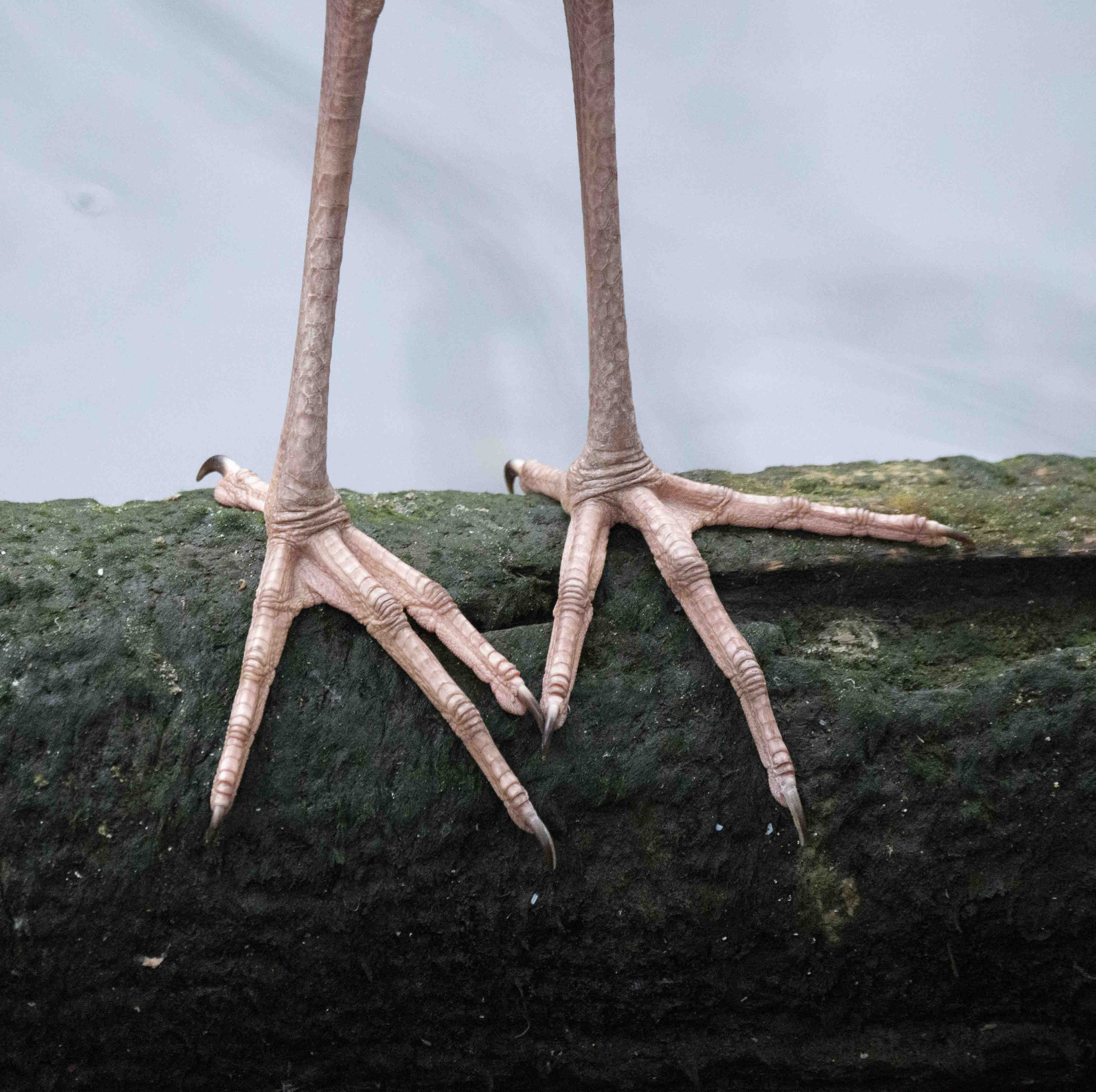 Great Egret feet_HomosassaSP-FL_LAH_8290