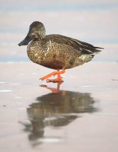 Northern Shoveler_BosquedelApacheNWR-NM_LAH_7745f
