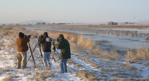 Photographers with Sandhill Cranes_MonteVistaNWR-CO_20100321_LAH_0740.nef