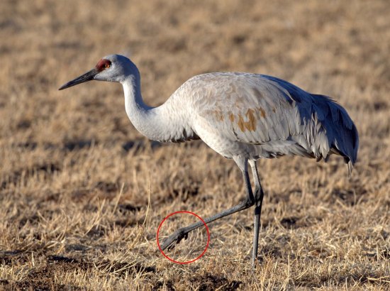 Sandhill Cranes_BosquedelApacheNWR-NM_LAH_7389