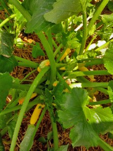 Yellow zucchini_IMG_20130708_142500