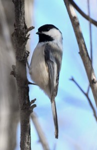 Black-capped Chickadee_FCNC-COS-CO_LAH_1100