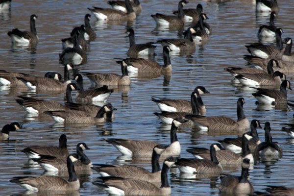 Canada Geese_FCNC-CO_LAH_5450