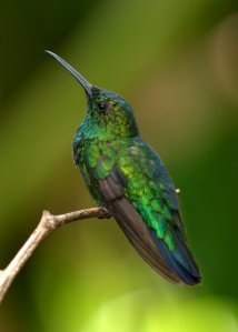 Green Mango_Maricao-PR20100525_LAH_4271