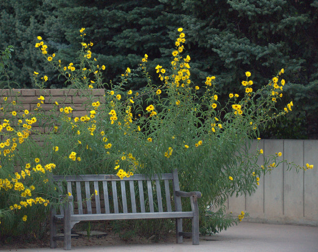 Helianthus maximiliani - Maximilian sunflower_DBG_20090915_LAH_0606