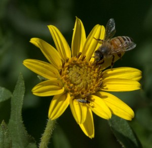 Helianthus pumilus_Dwarf Sunflower_DBG_LAH_1625