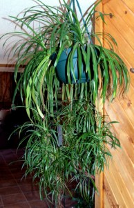Chlorophytum comosum_Spider Plant_home 28mar2006 LAH 123r