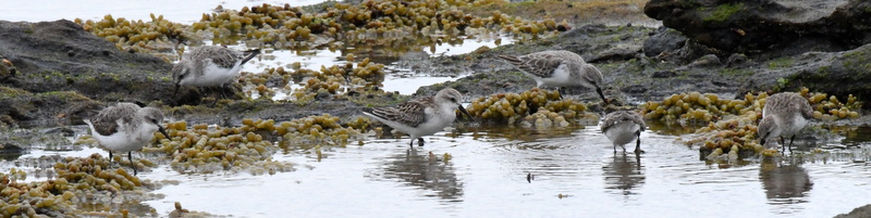 Red-necked Stint_BundjalungNP_NSW_Australia_LAH_1113