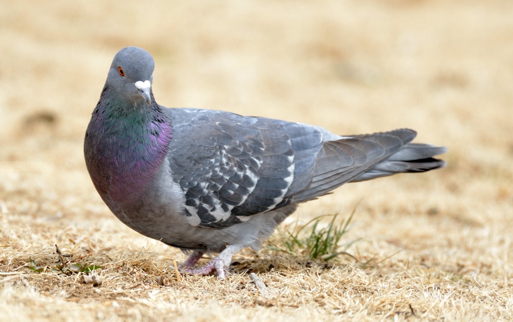 Rock Pigeon_CoSpgs-CO_LAH_0559