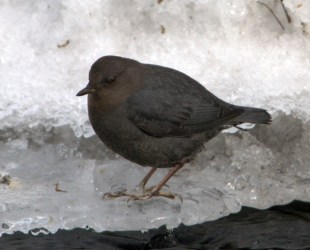 American Dipper_ElevenMileCyn-CO_LAH_8778