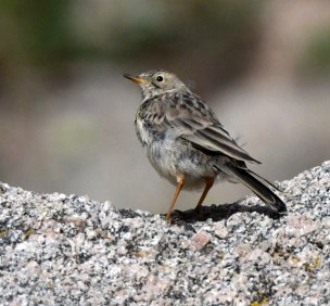 American Pipit_SummitLakeMtEvans-CO_LAH_5953-001