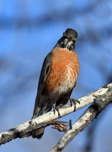 American Robin_FCNC-CO_LAH_2127