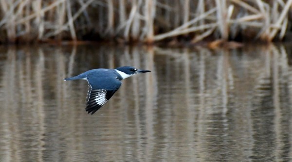 Belted Kingfisher_KettleCreekLakes-USAFA-CO_LAH_7992