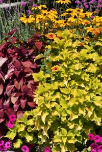 bright_DBG-CO_LAH_7685