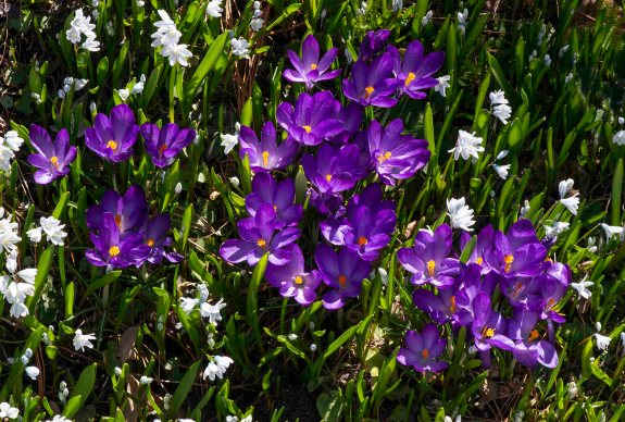 Crocus_DBG_LAH_7230r-001
