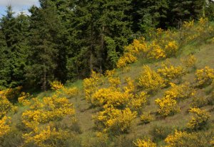 Cytisus scoparius_Scotch Broom_invasive_Tacoma-WA_LAH_0848