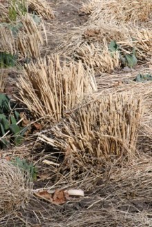 Ornamental Grass pruned_DBG-CO_LAH_5861