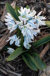 Scilla mischtschenkoana_Squill_COS-CO_LAH_2404