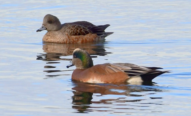 American Wigeons_DumasBaySanctuary-WA_LAH_9627