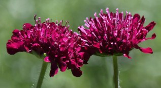 Scabiosa_Pincushion Flower_YampaRiverBotanicPark-SteamboatSprings-CO_LAH_6402