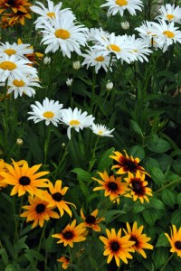 Shasta Daisies and Rudbeckia_XG_LAH_7093
