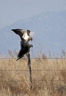 Swainson's Hawks mating_SE-CO_20100414_LAH_2277