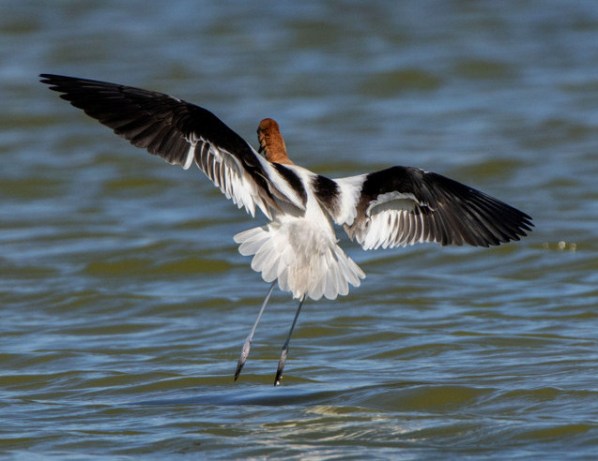 American Avocet_ShorelinePark-MtnView-CA_LAH_8894r