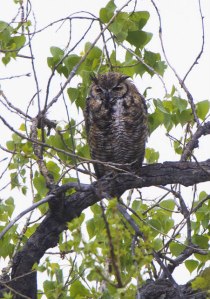 Great Horned Owl_FCRP7w-EPC-CO_LAH_5724r