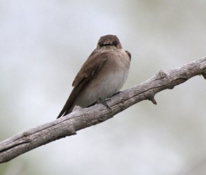 Northern Rough-winged Swallow_FCRP-Sect7-EPC-CO_LAH_5668
