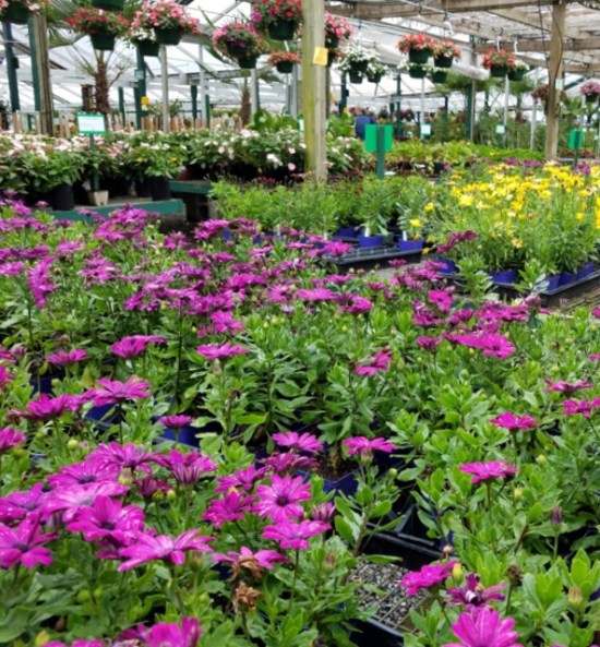 Nursery display_Snohomish-WA_LAH_10.06.35-1