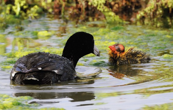 American Coot