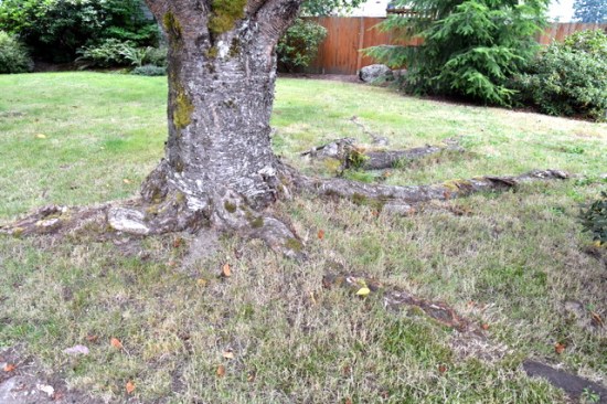 Tree roots_SnohomishCo-WA_LAH_5503