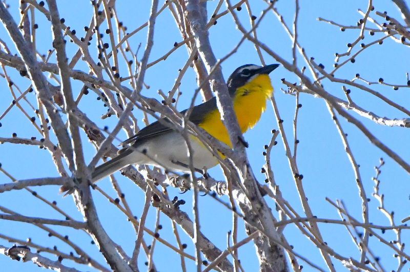 Yellow-breasted Chat_FCRP7w-EPC-CO_LAH_3270