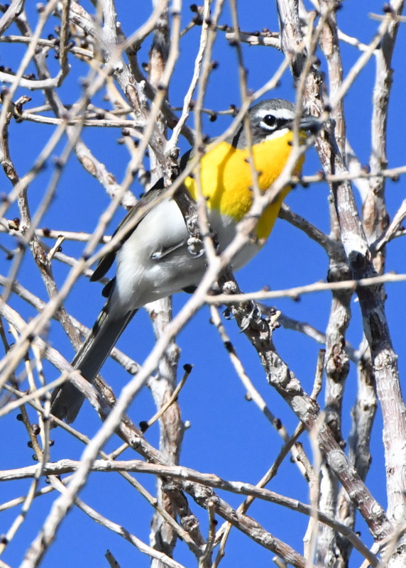 Yellow-breasted Chat_FCRP7w-EPC-CO_LAH_3285-001
