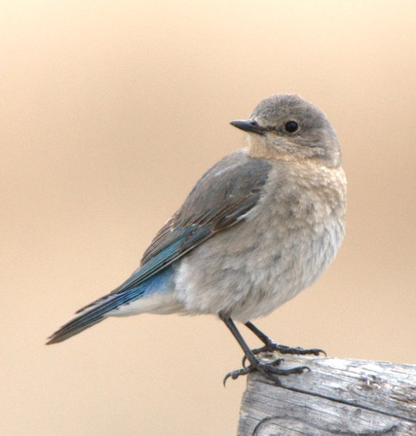 07 Johnson'sCorner-CO_LAH_2855