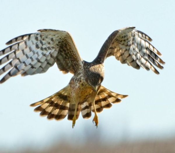 09 SacramentoNWR-CA_LAH_1794f