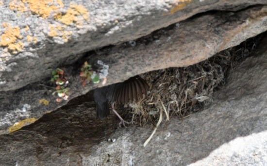 American Dipper at nest_ElevenMileCyn-CO_LAH_4205