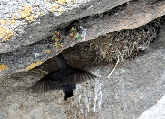 American Dipper at nest_ElevenMileCyn-CO_LAH_4403