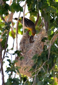 Bullock's Oriole feeding young at nest_SE-EPC-CO_LAH_5357
