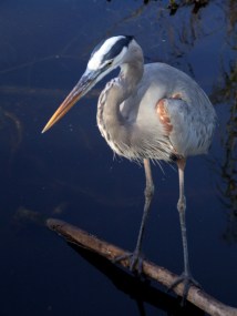 Great Blue Heron_EvergladesNP-FL_LAH_9771