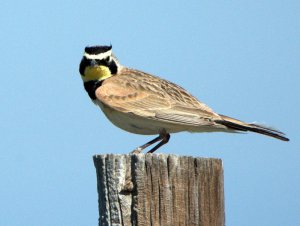 Horned Lark_SE EPC-CO_LAH_7403