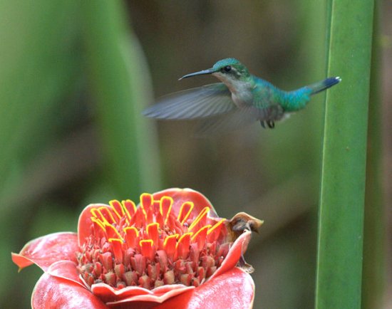 Puerto Rican Emerald_Maricao-PR20100525_LAH_6857