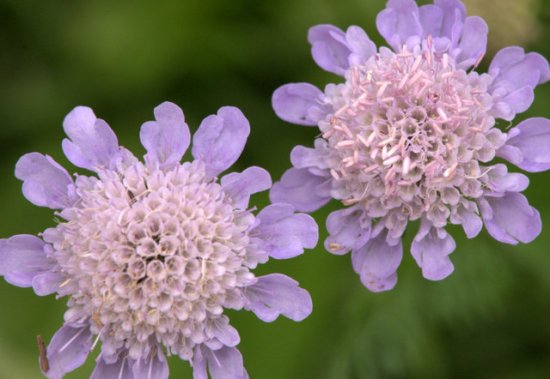 Scabiosa_Pincushion Flower_DBG_LAH_0745